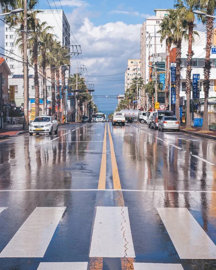 Palm-lined Jeju street glistening after rain, the sea at its end
