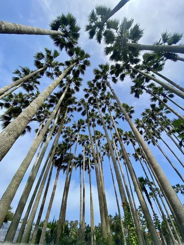 Looking up through towering washingtonia palms, Jeju