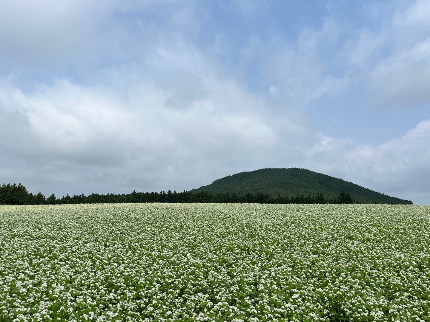 Boromwat — Flower Farm