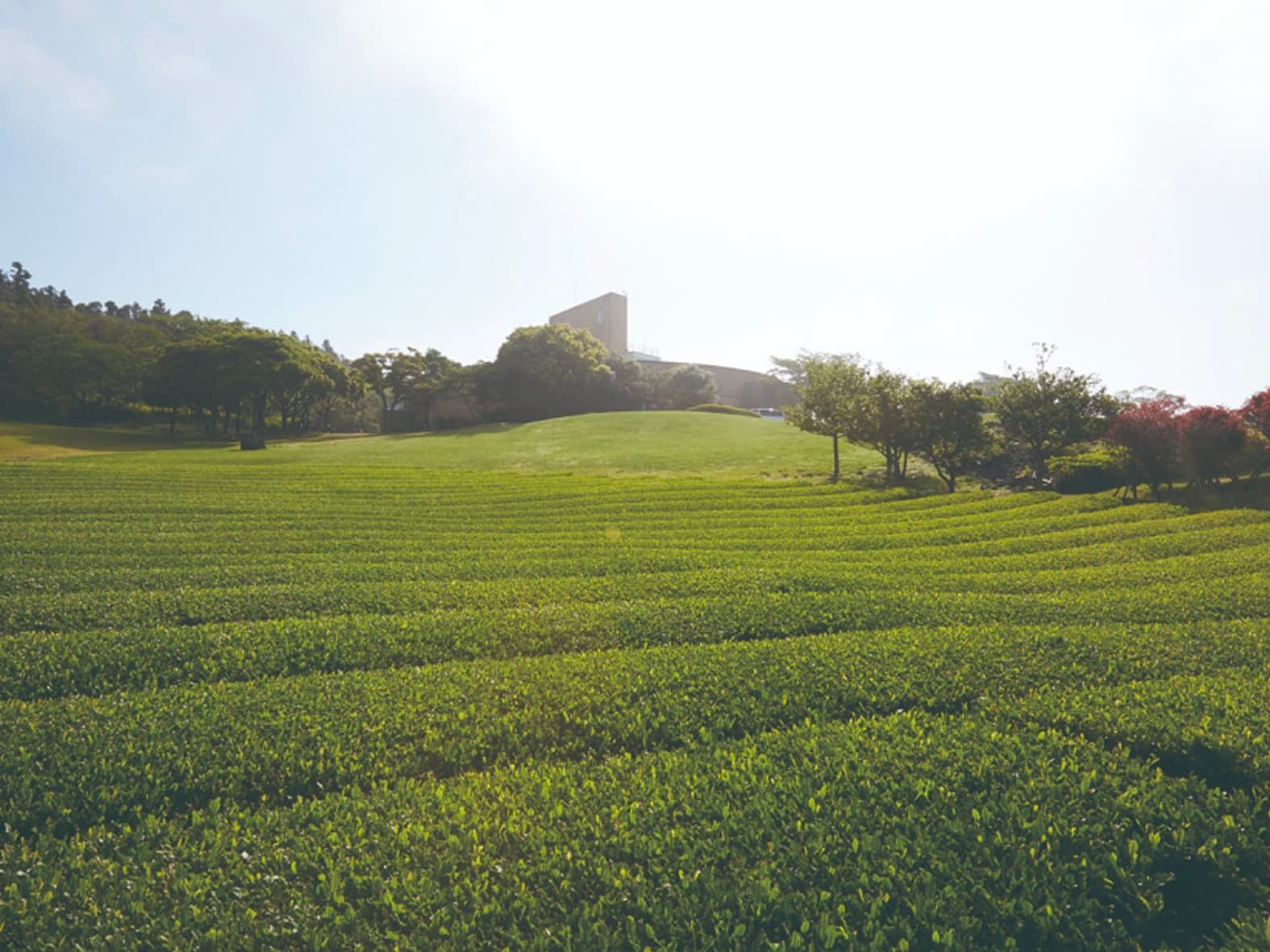 Osulloc Tea House