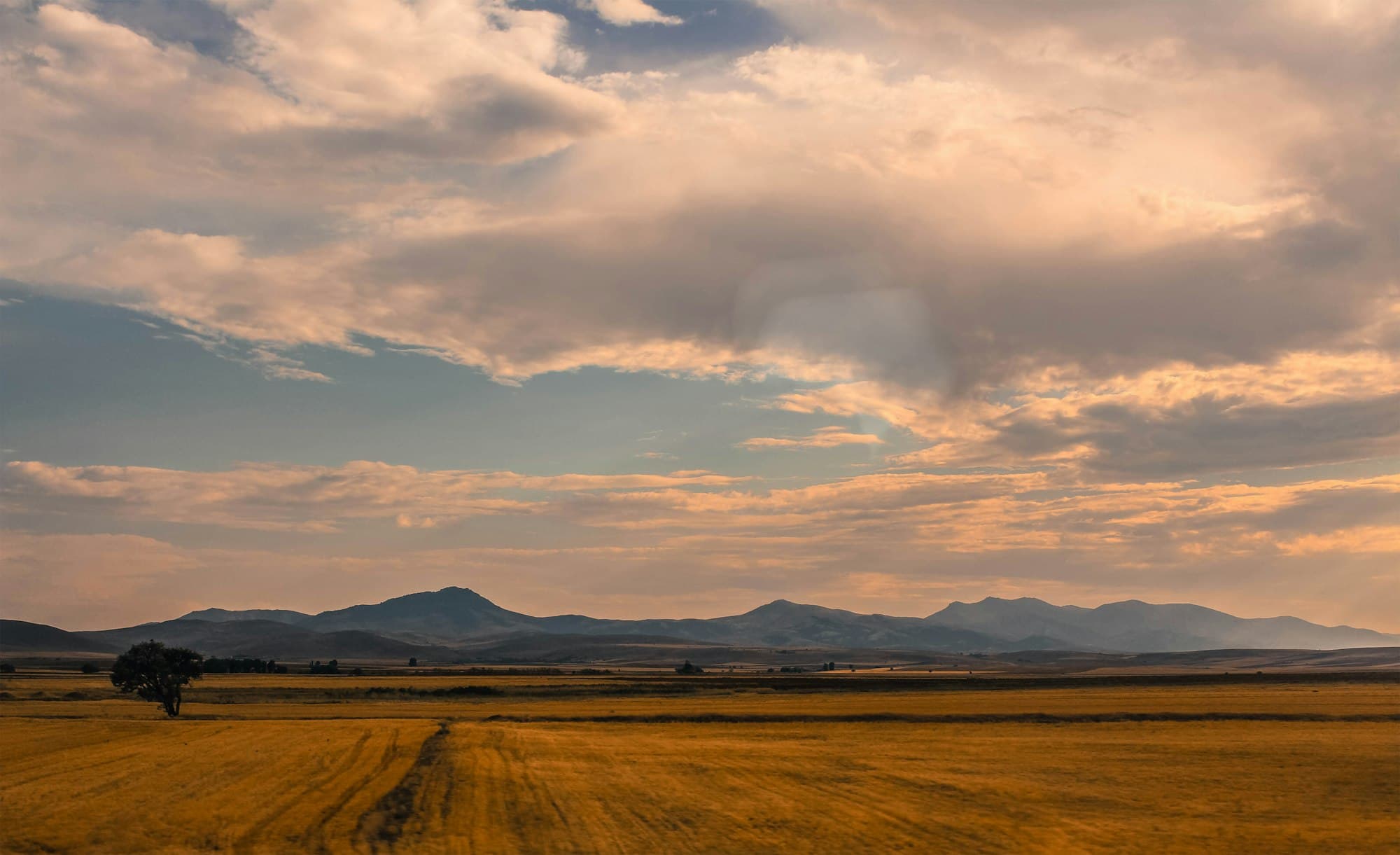 Golden meadow at sunset, late summer Jeju