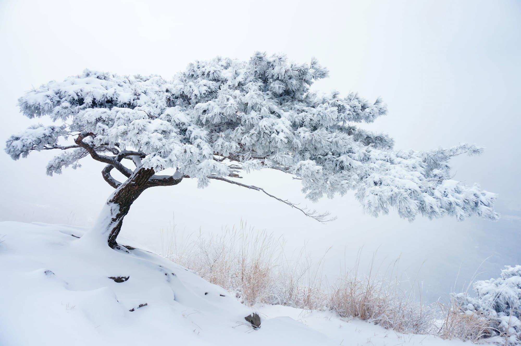 Snow-laden Korean pine on Hallasan ridge, winter