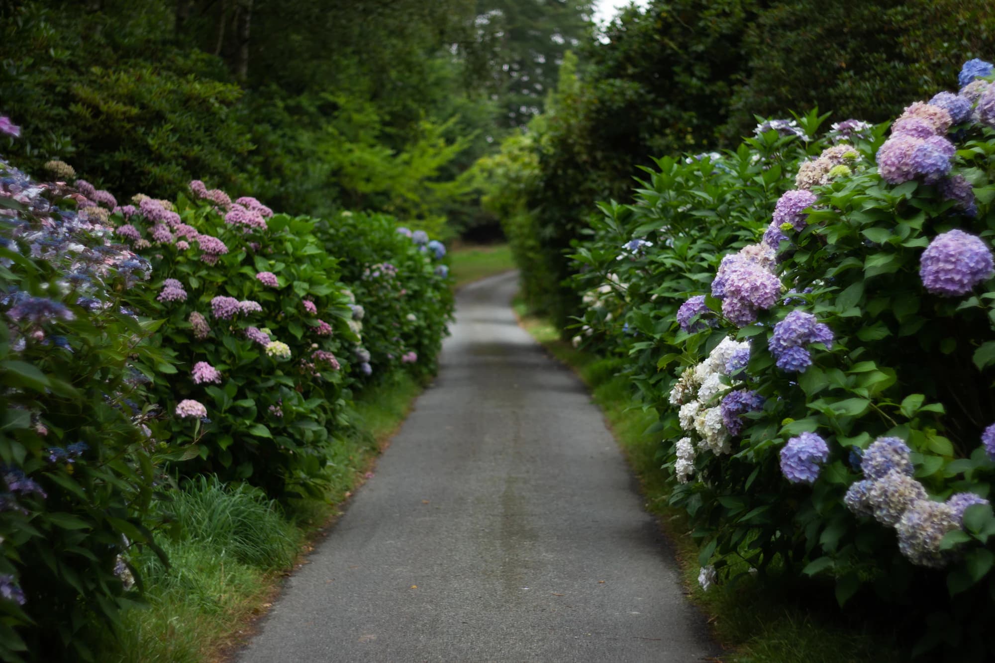 Hydrangea-lined country path in June