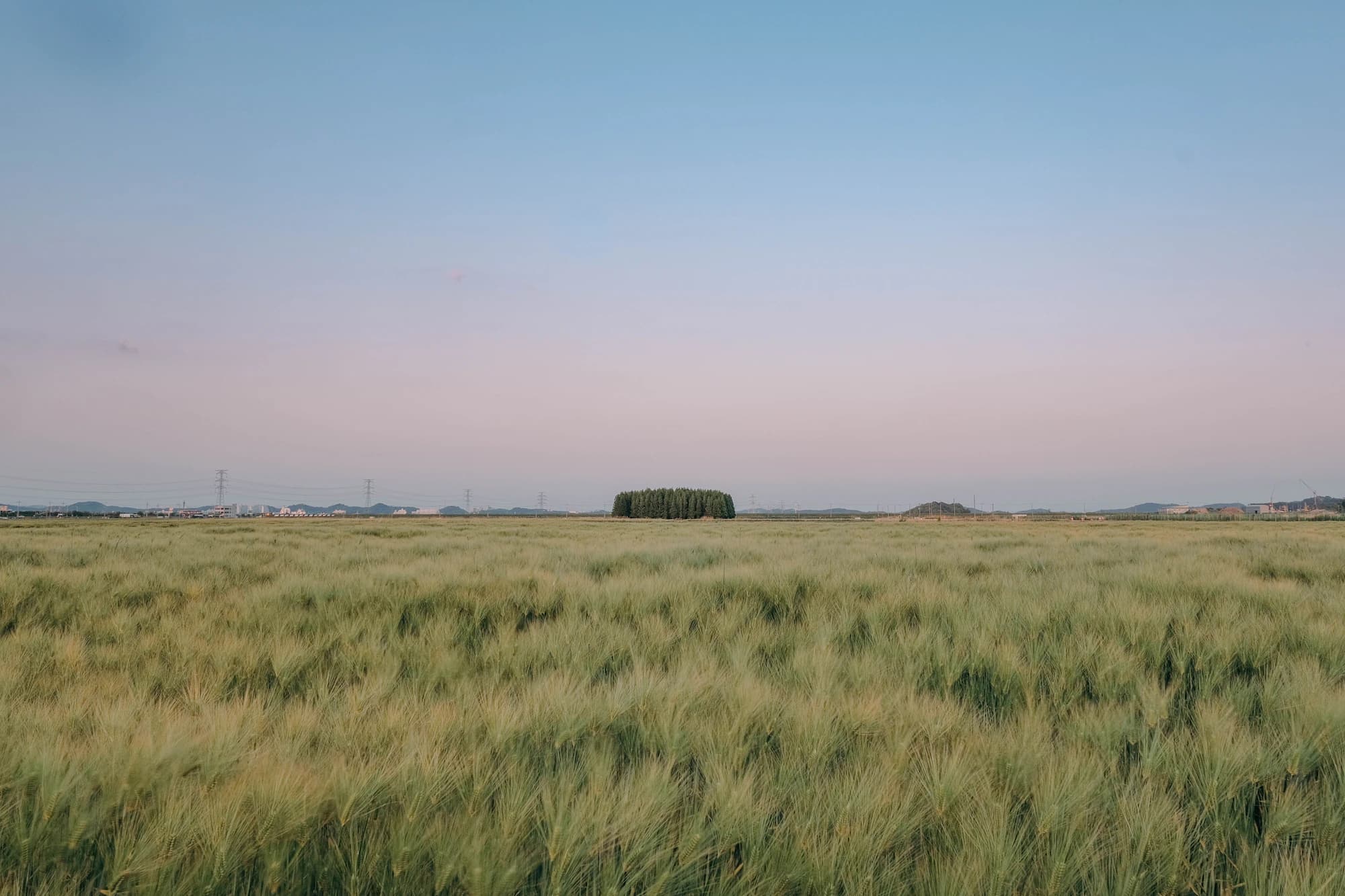 Green barley field with a single tree, May spring
