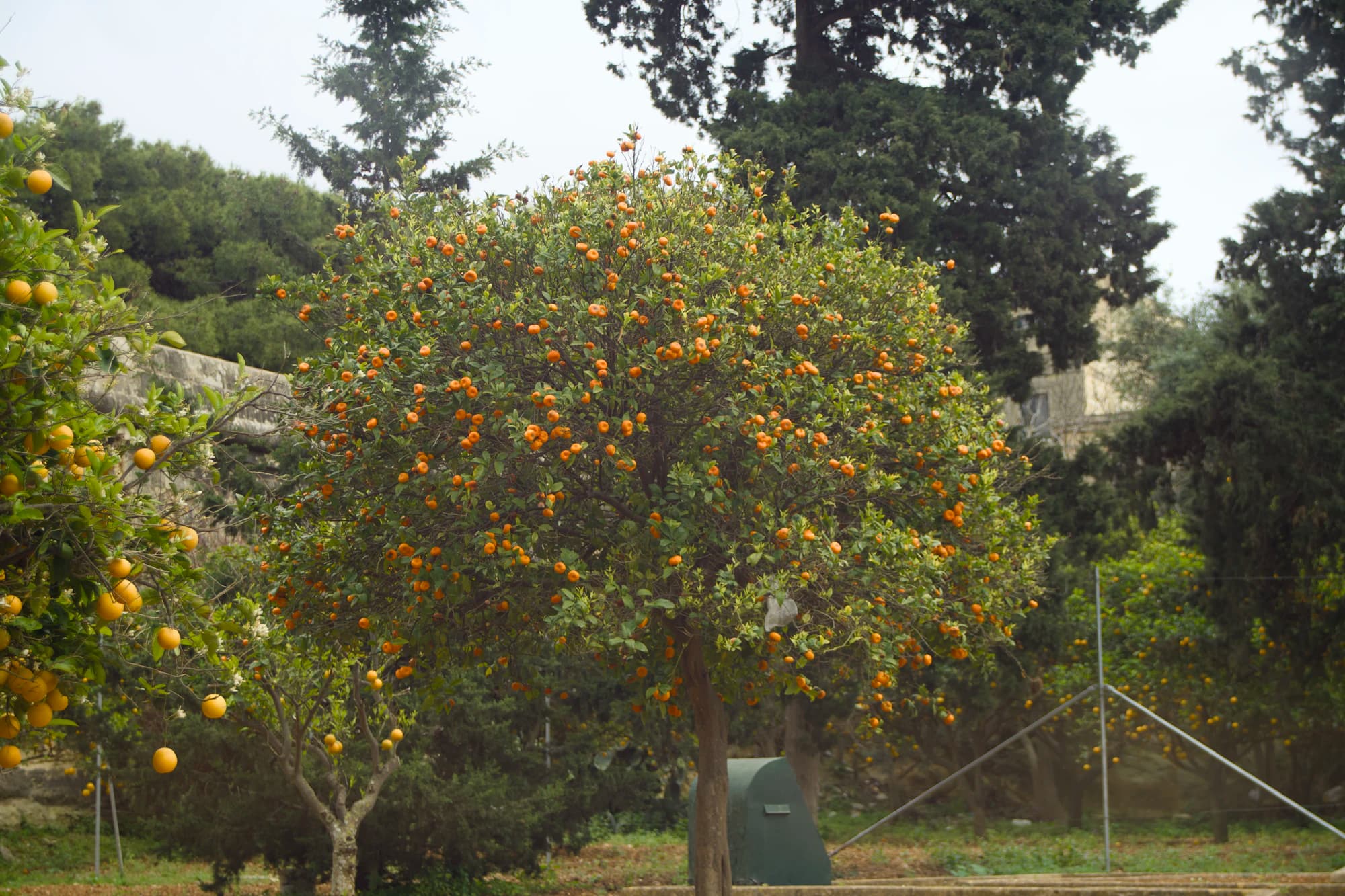Mandarin orange tree in full harvest, November
