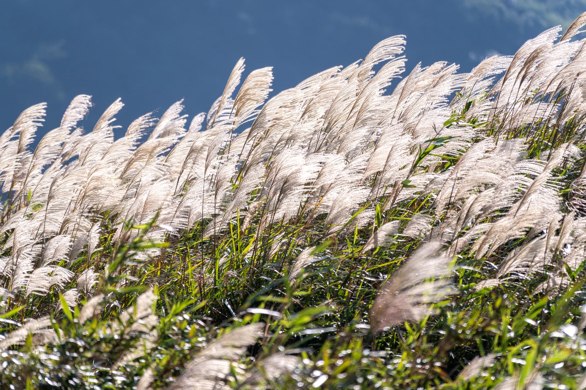 Silver pampas grass against deep blue mountain, autumn