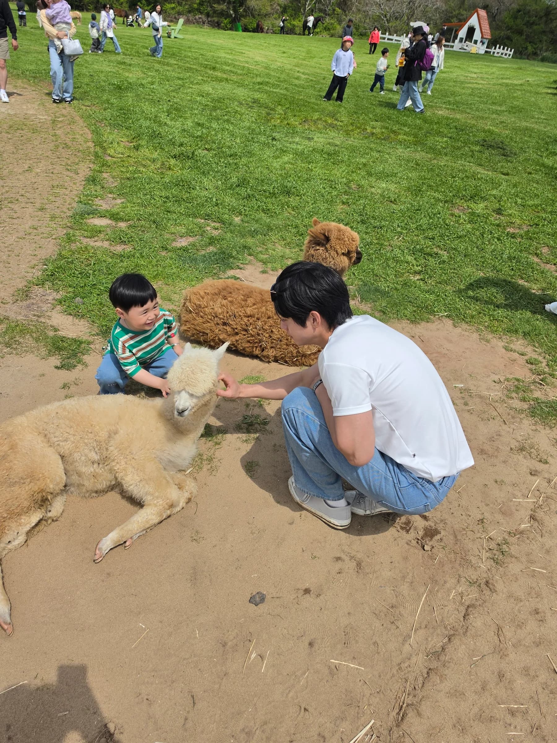 Meeting alpacas on a green Jeju pasture