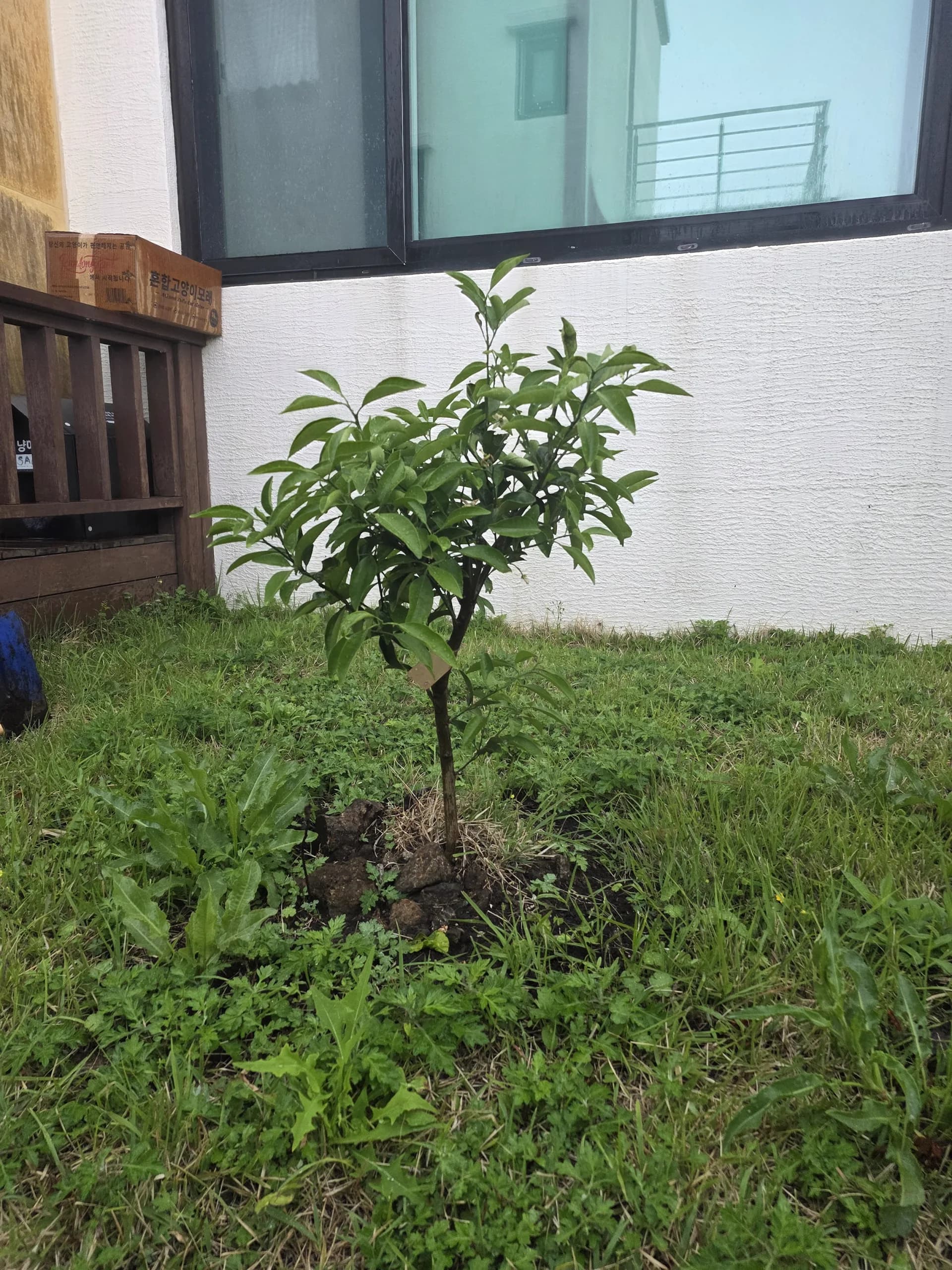 Planting day — our very first Sadaqah Jariyah tree at the villa garden