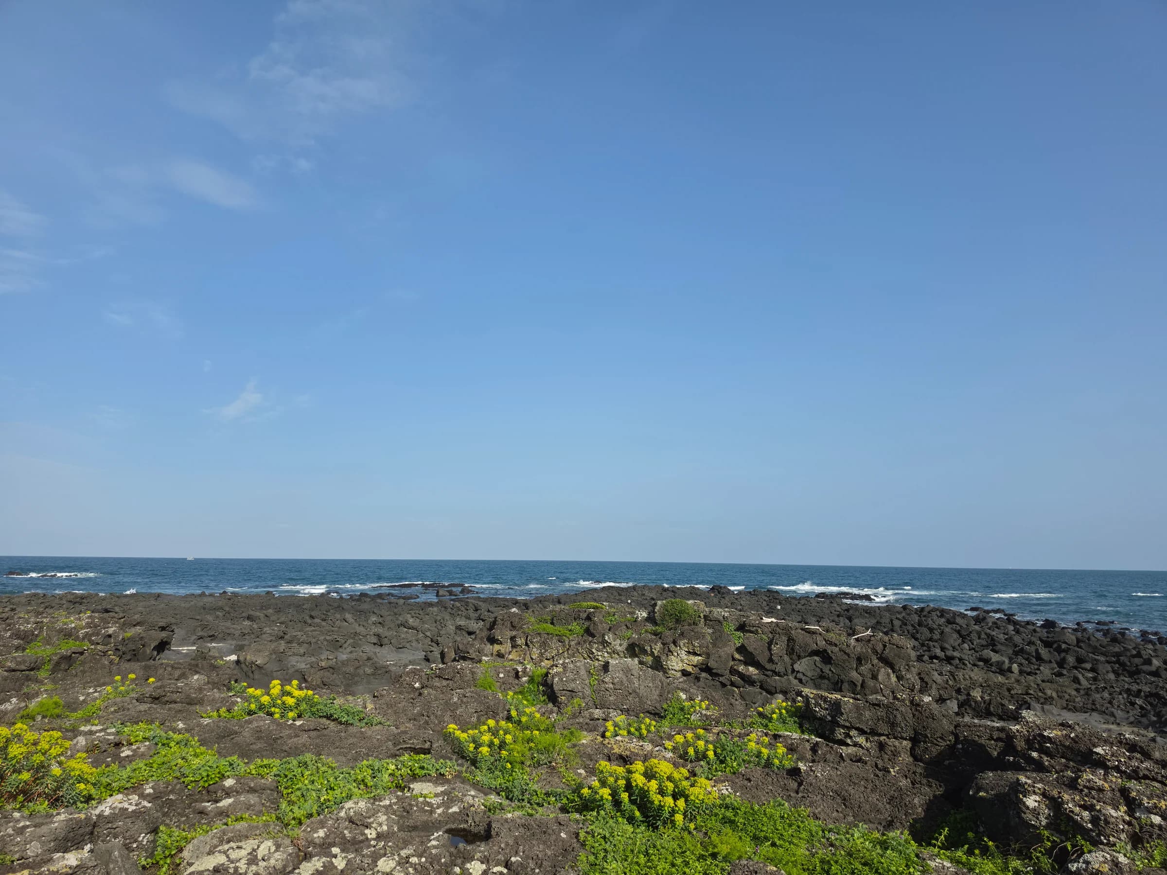 Yellow wildflowers among basalt rocks by the sea