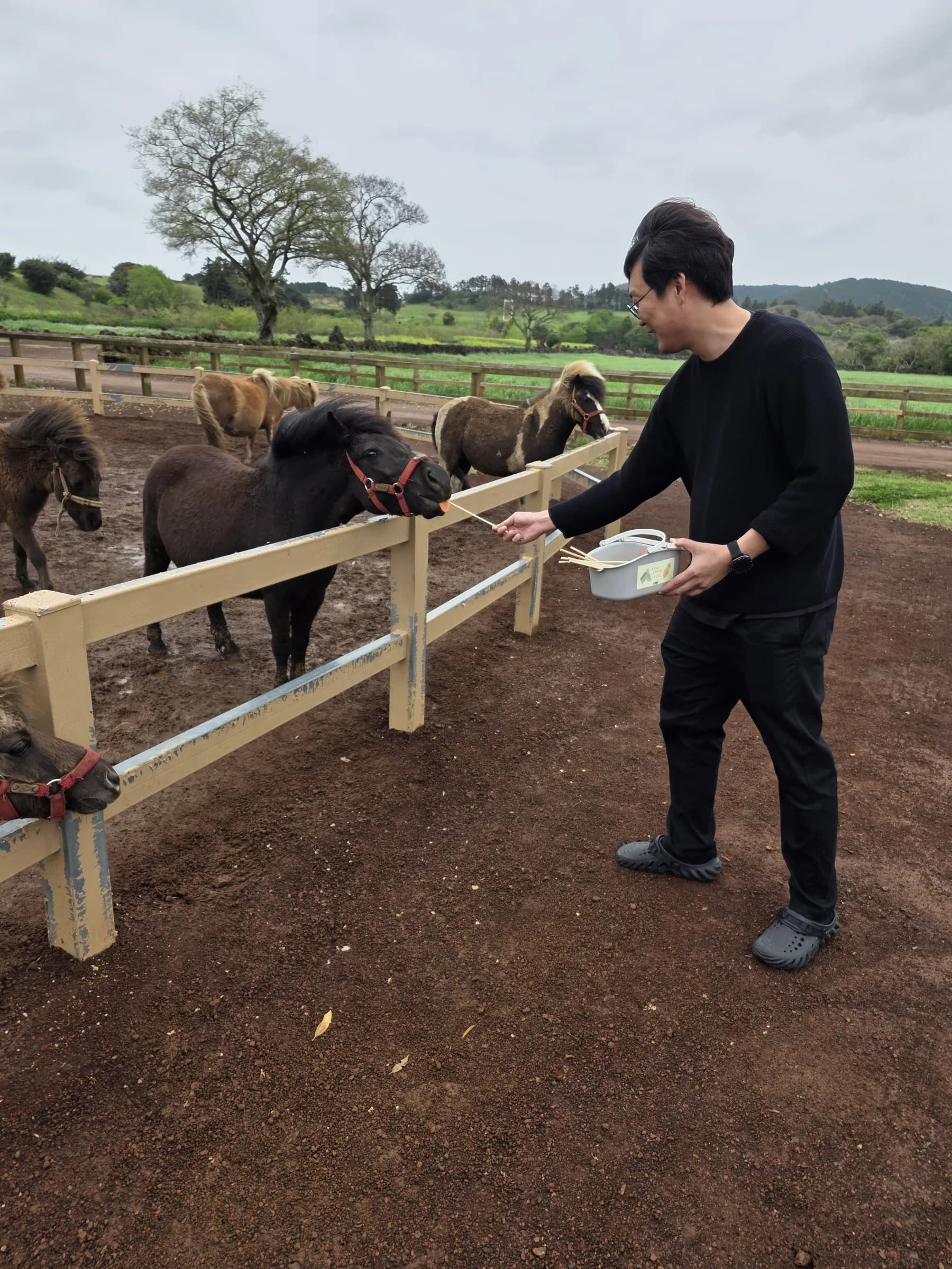 Feeding miniature horses at the ranch