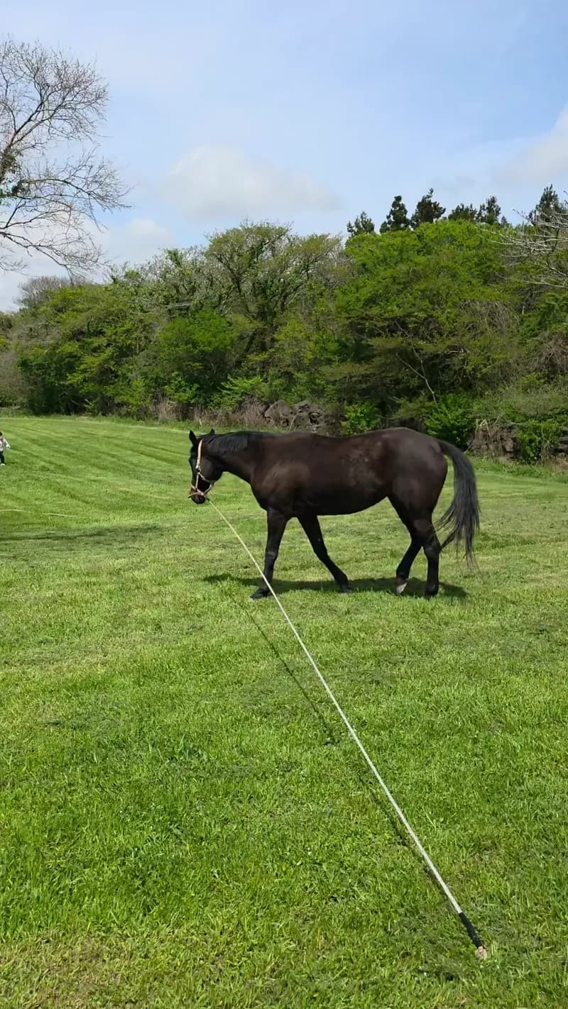 Black horse grazing in a green Jeju pasture