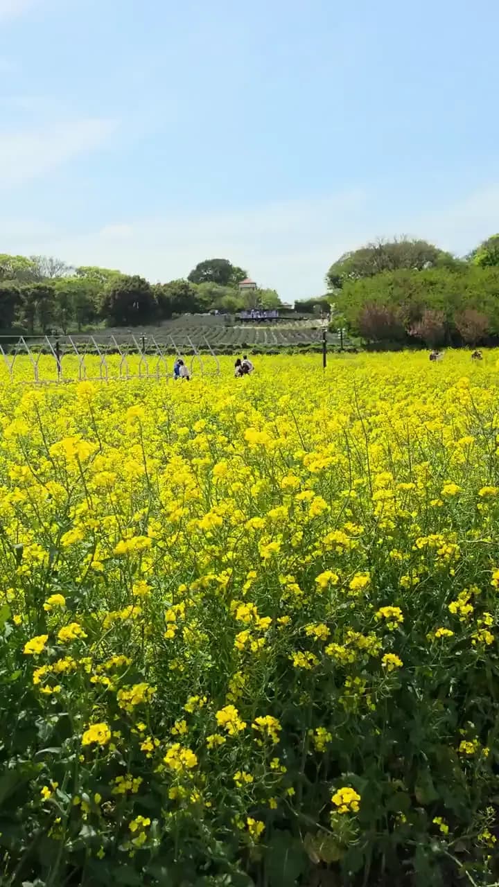 Yellow canola flower fields in bloom