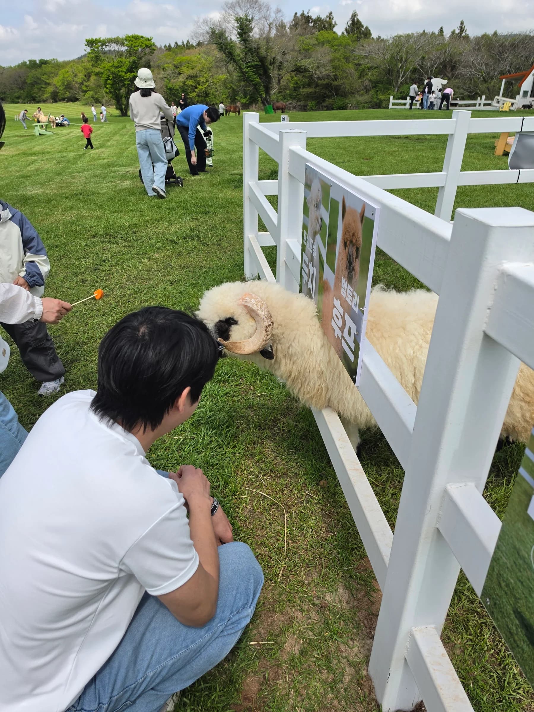 Petting a sheep at the ranch