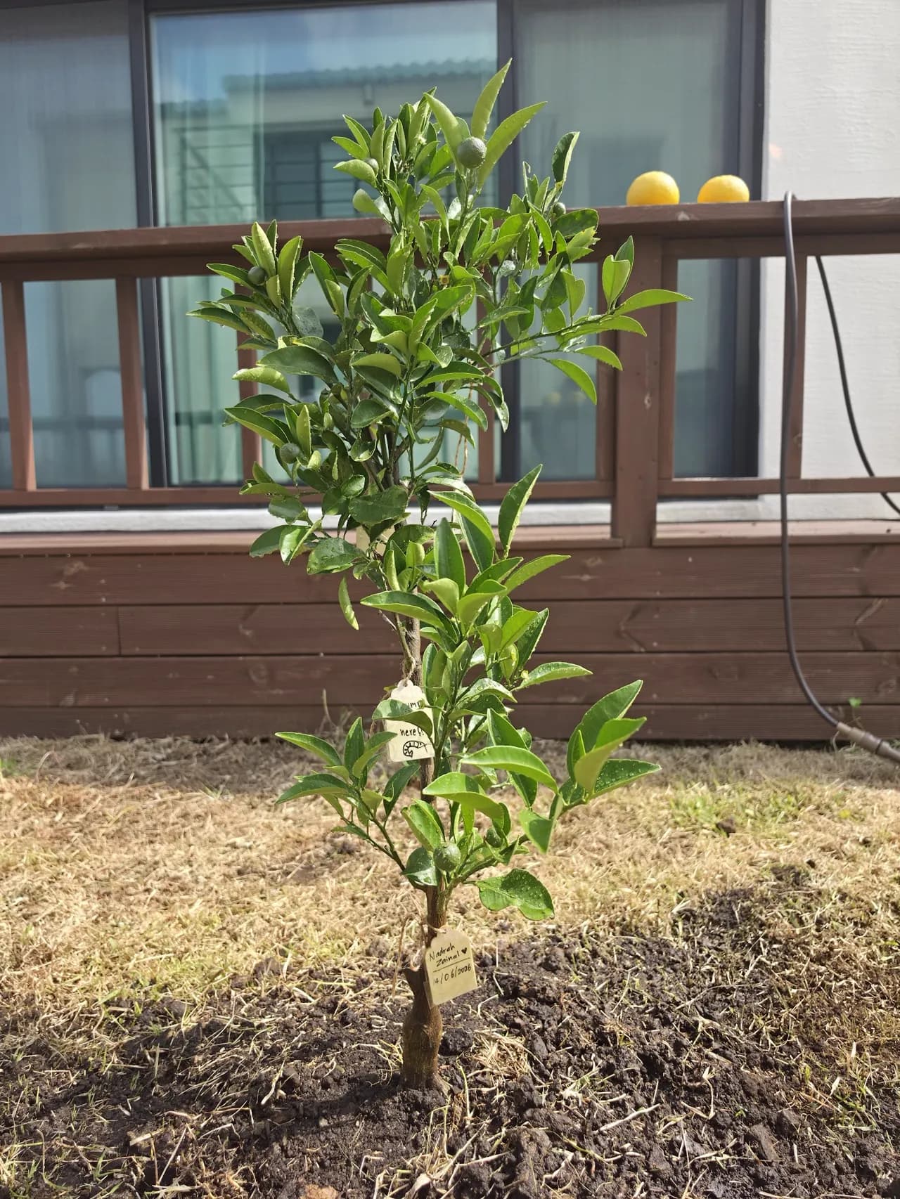 Our fourth Sadaqah Jariyah tangerine tree — already carrying its first small green fruits — planted by the June cohort