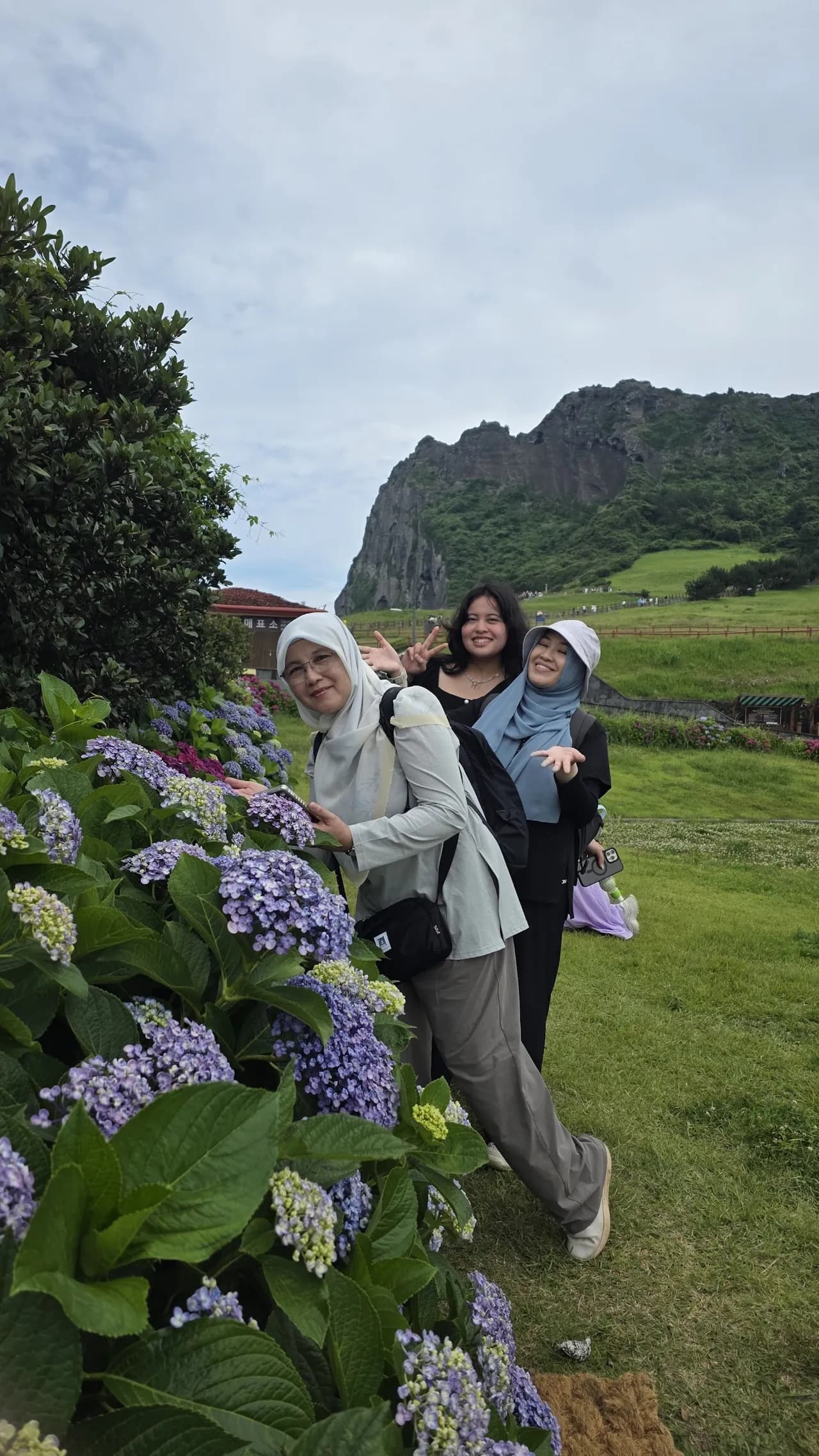 Walking a path lined with June hydrangeas below a green volcanic hill