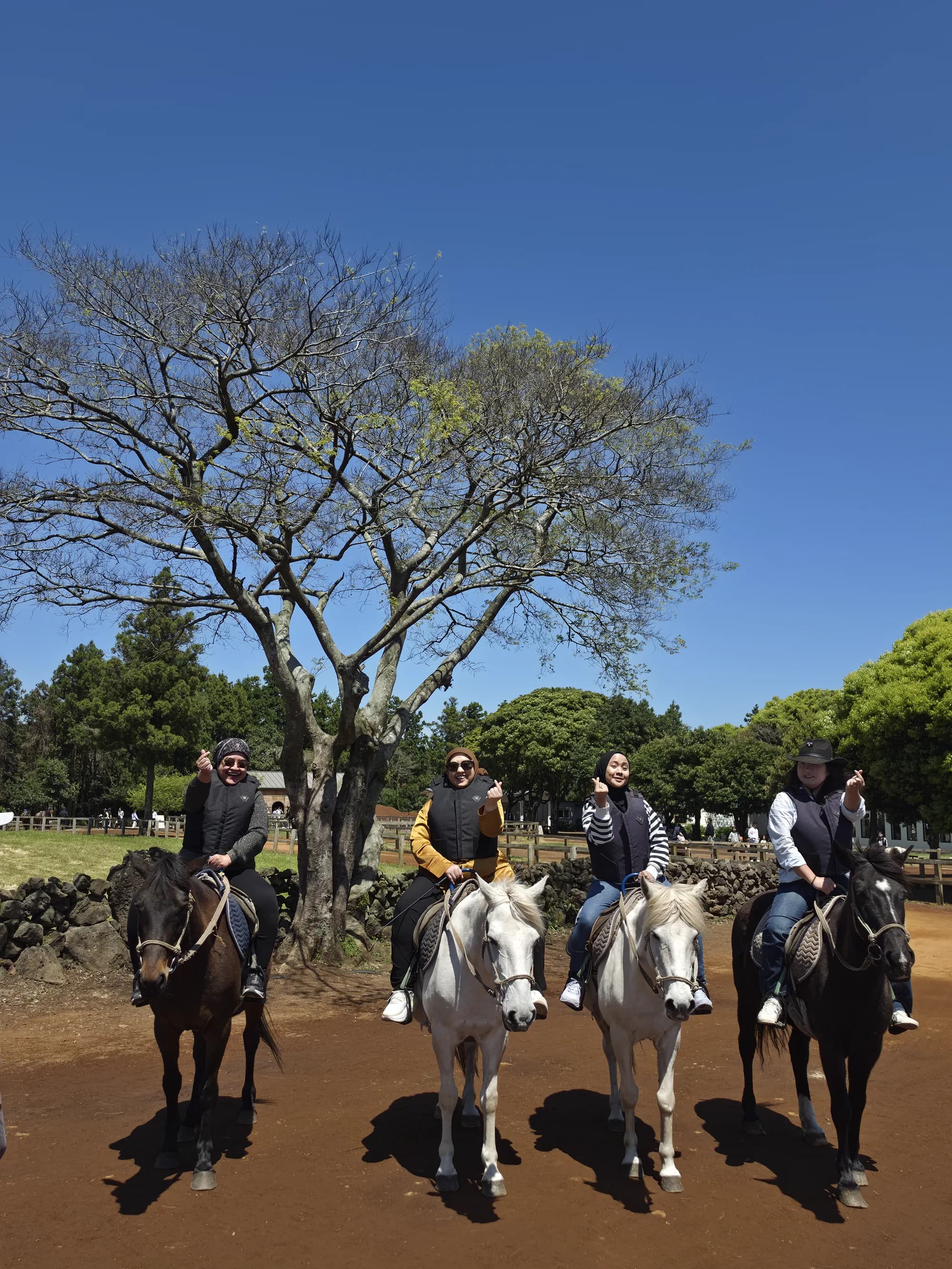 Group trail ride — four guests in a line on white horses under a big tree
