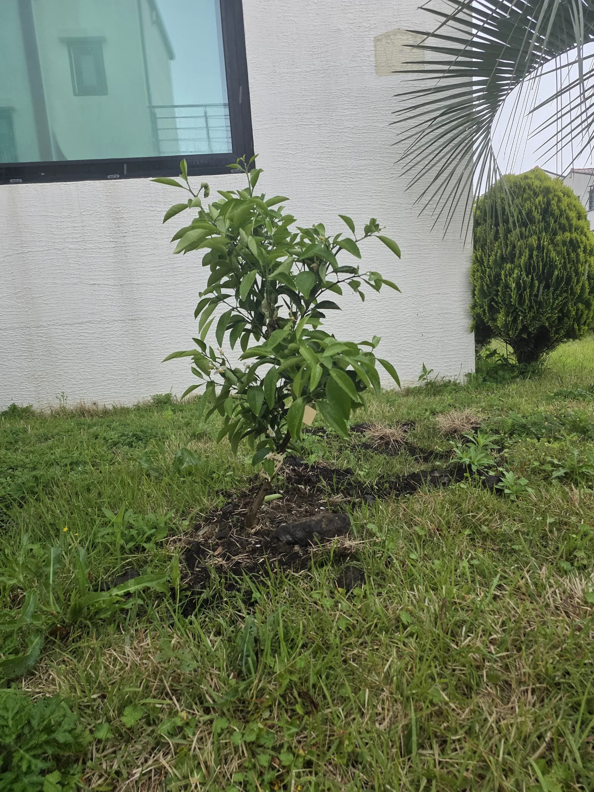 Planted by Emma (Singapore) & fellow guests — our second Sadaqah Jariyah tree