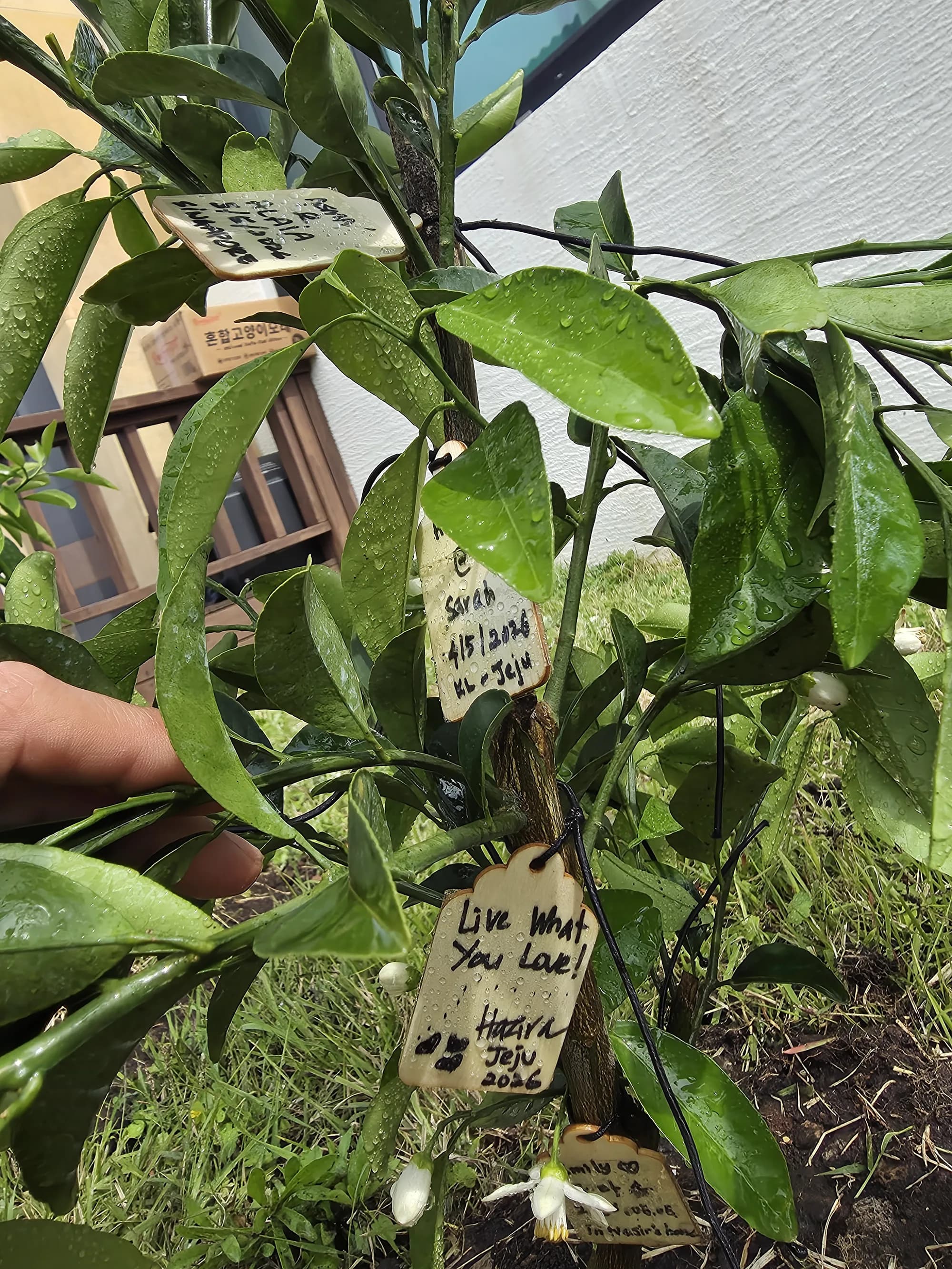 Handwritten dedication tags on the planted tangerine tree