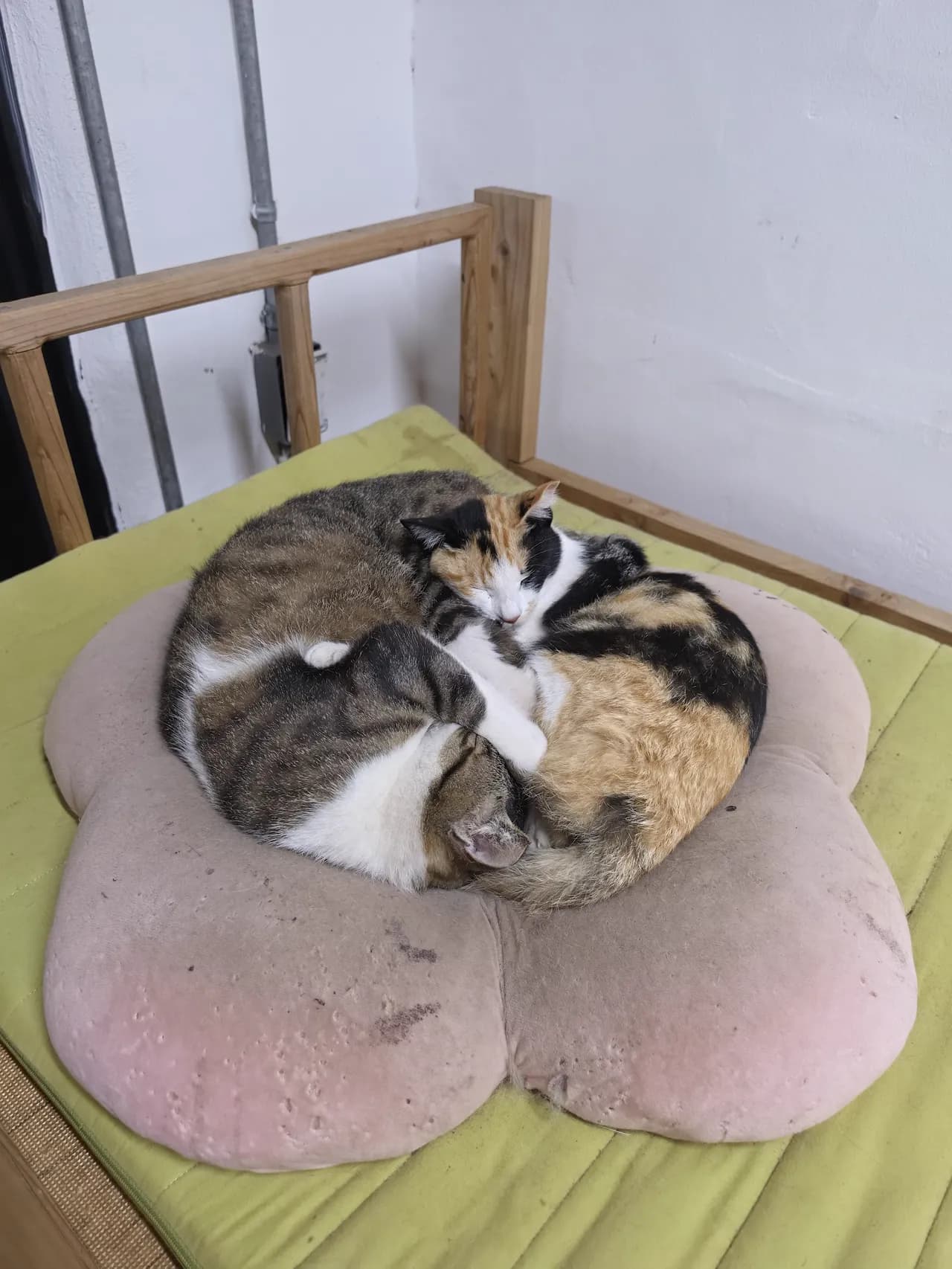 Two cats curled up asleep on a flower cushion at a Jeju café