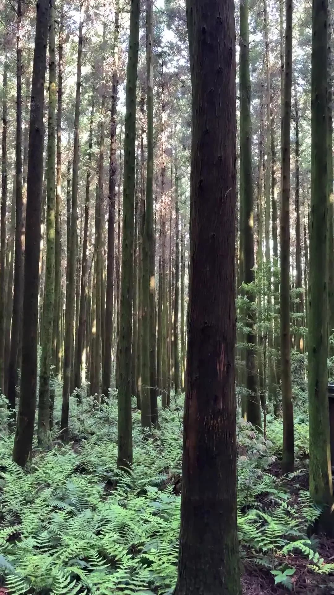 Among the tall, straight cedars of Saryeoni Forest