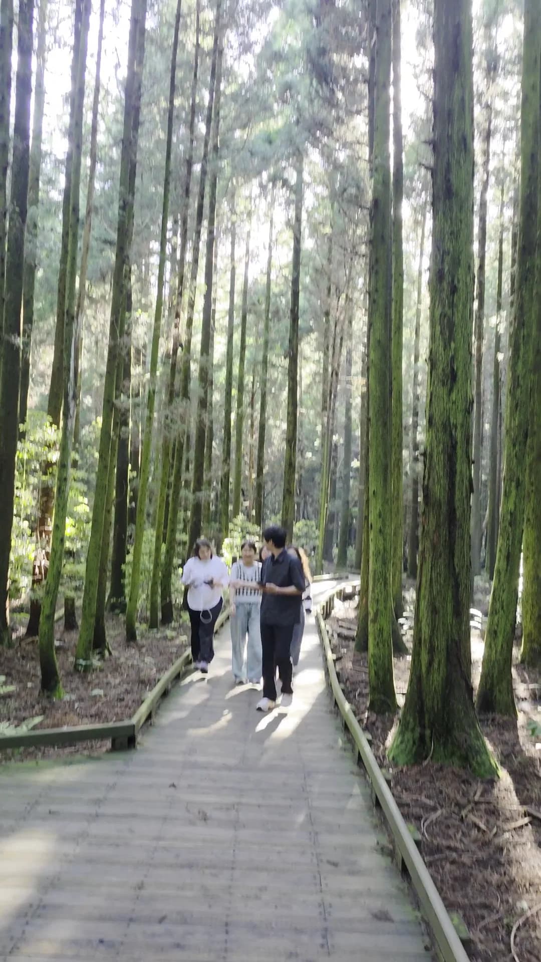 Walking the cedar-and-cypress trail at Saryeoni Forest