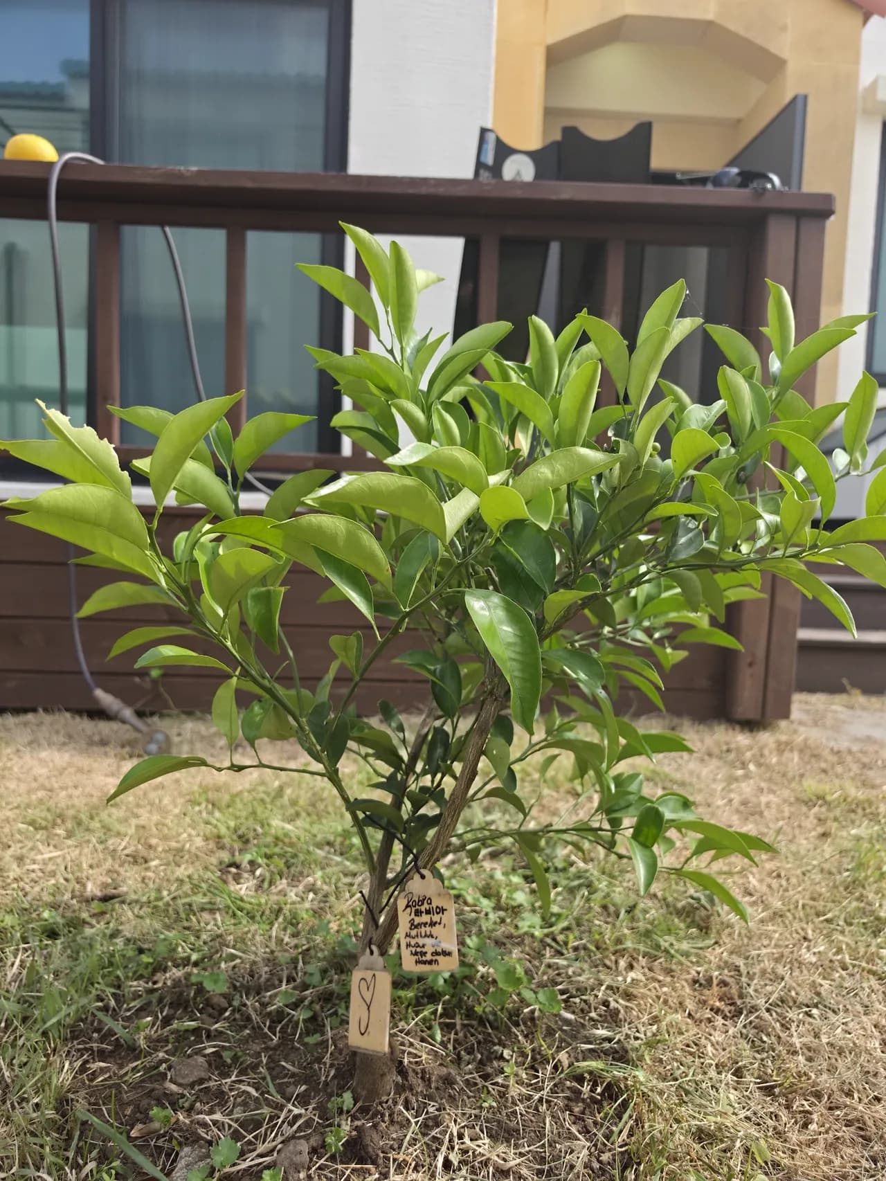 Our third Sadaqah Jariyah tangerine tree, planted by the May cohort and tagged with a guest's blessing