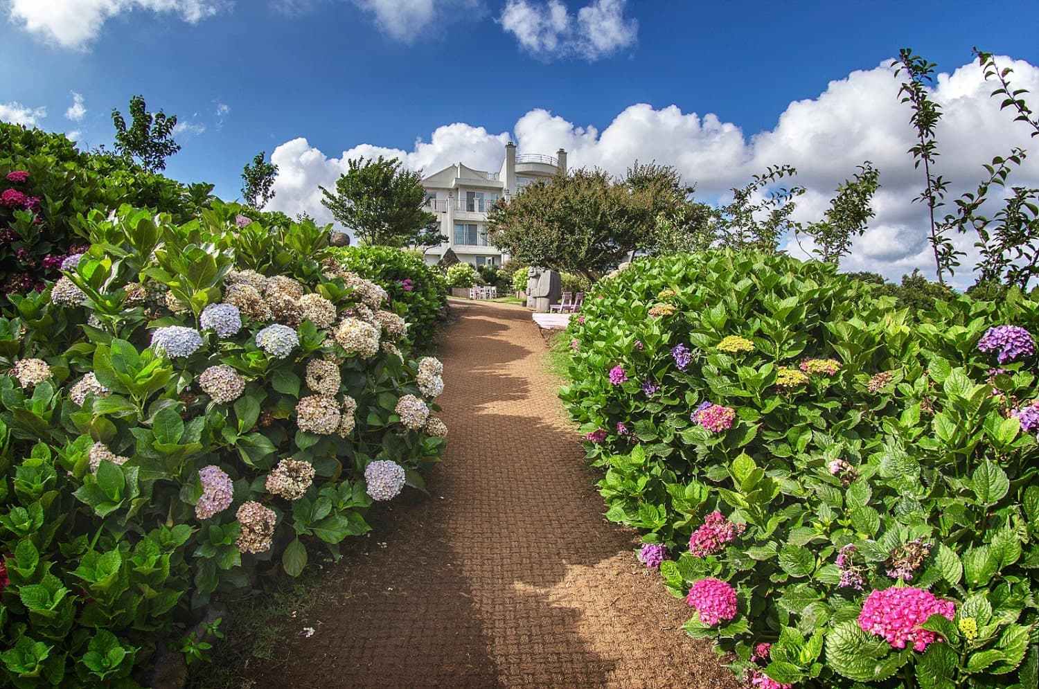 Hydrangea garden path at a Jeju cafe