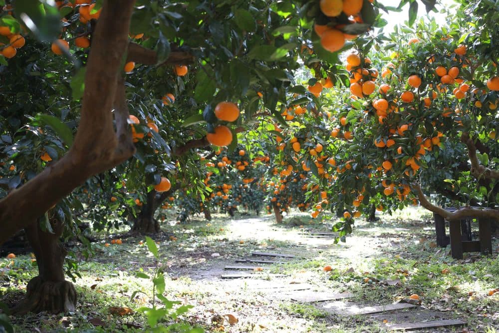 Green tangerine harvest & bottling