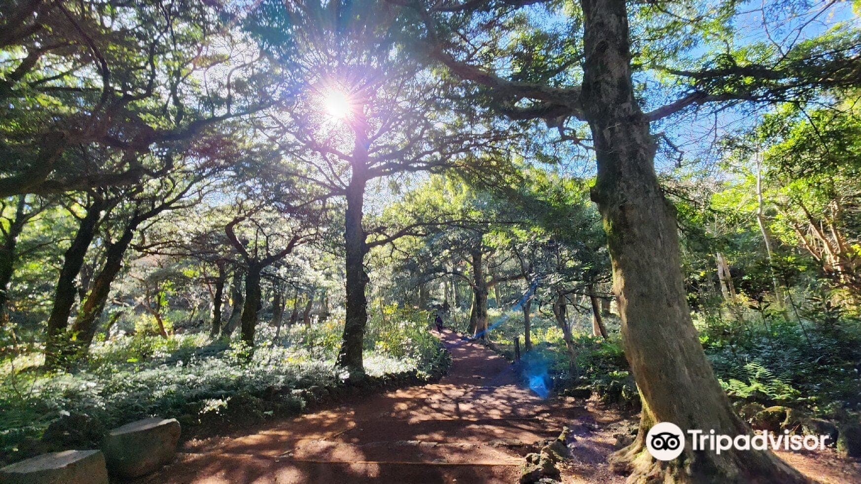 Bijarim Forest