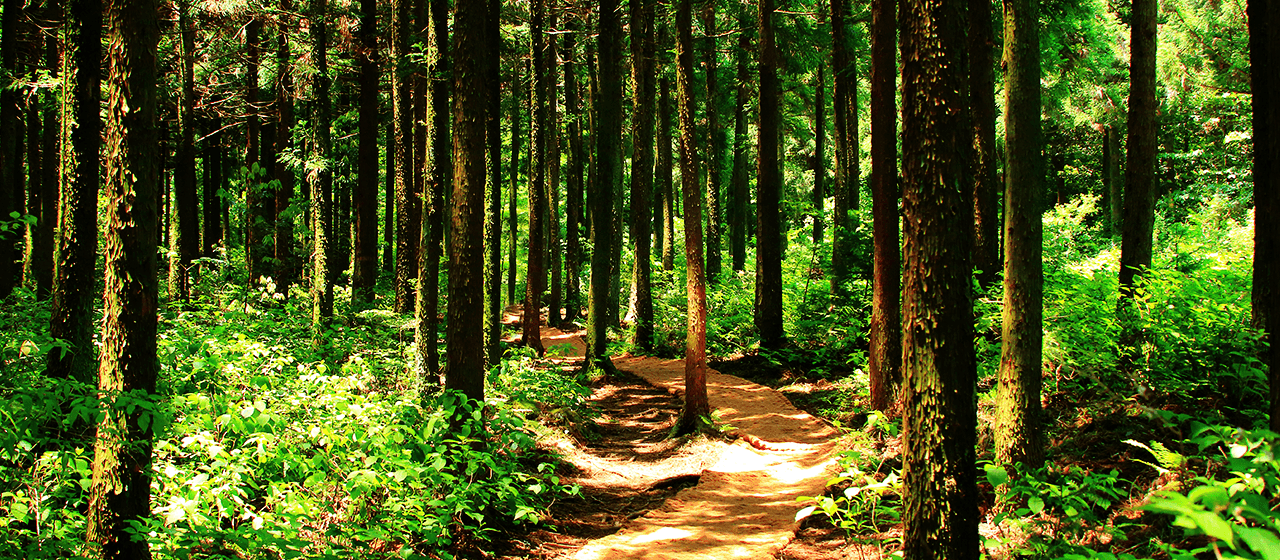 Bijarim Forest