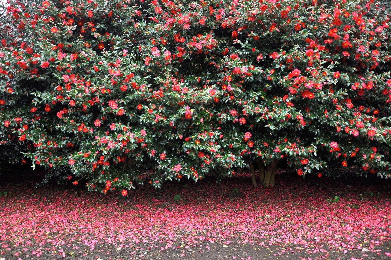 Camellia Hill