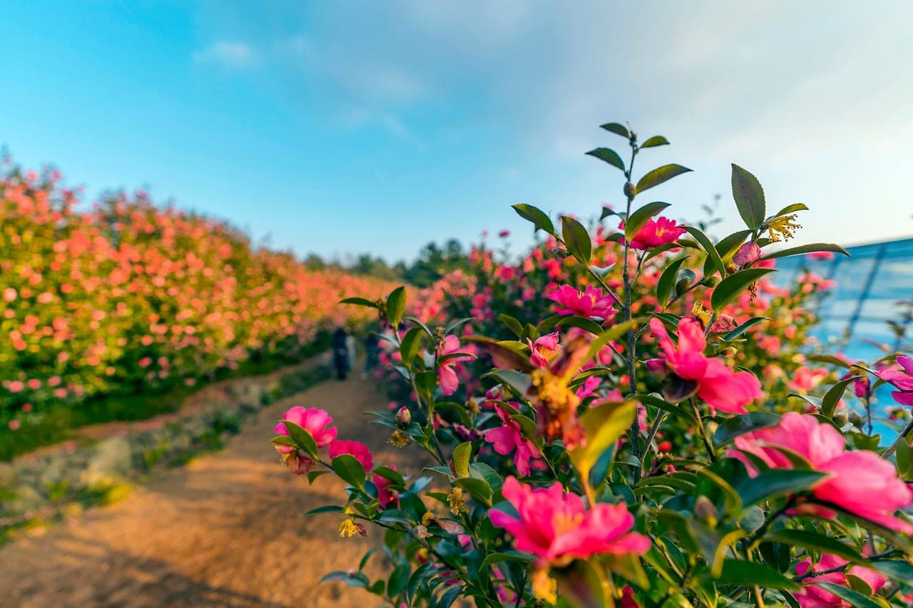 Camellia Hill