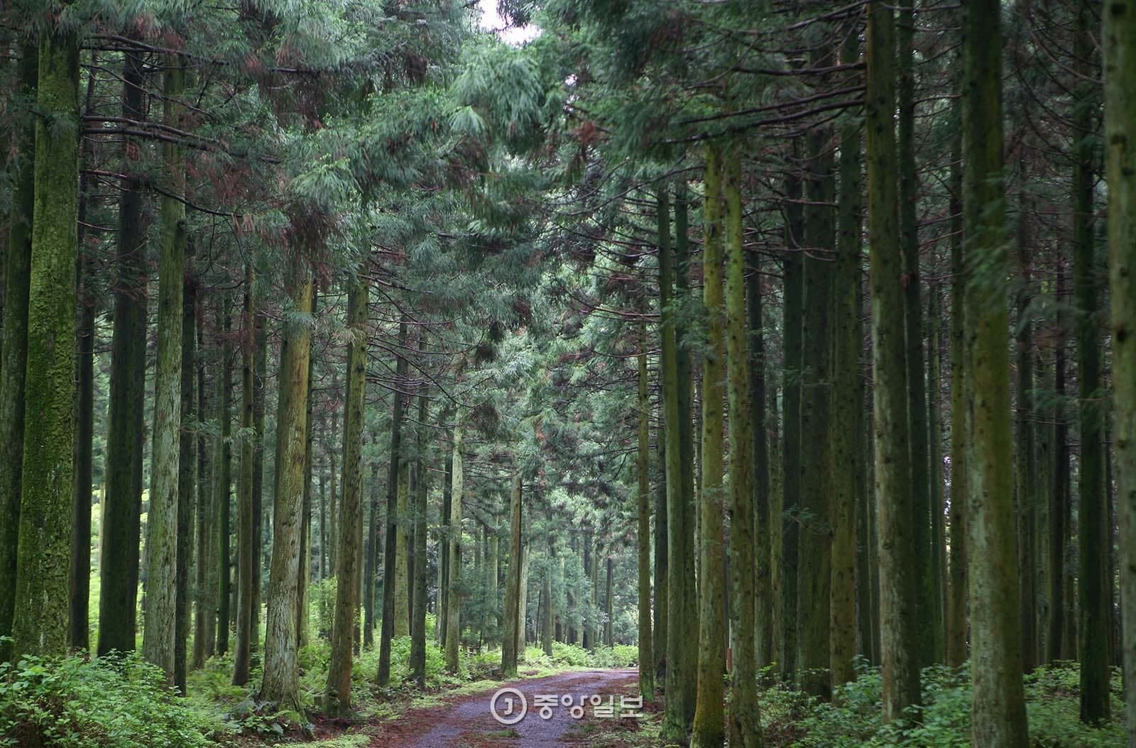 Saryeoni Forest Trail