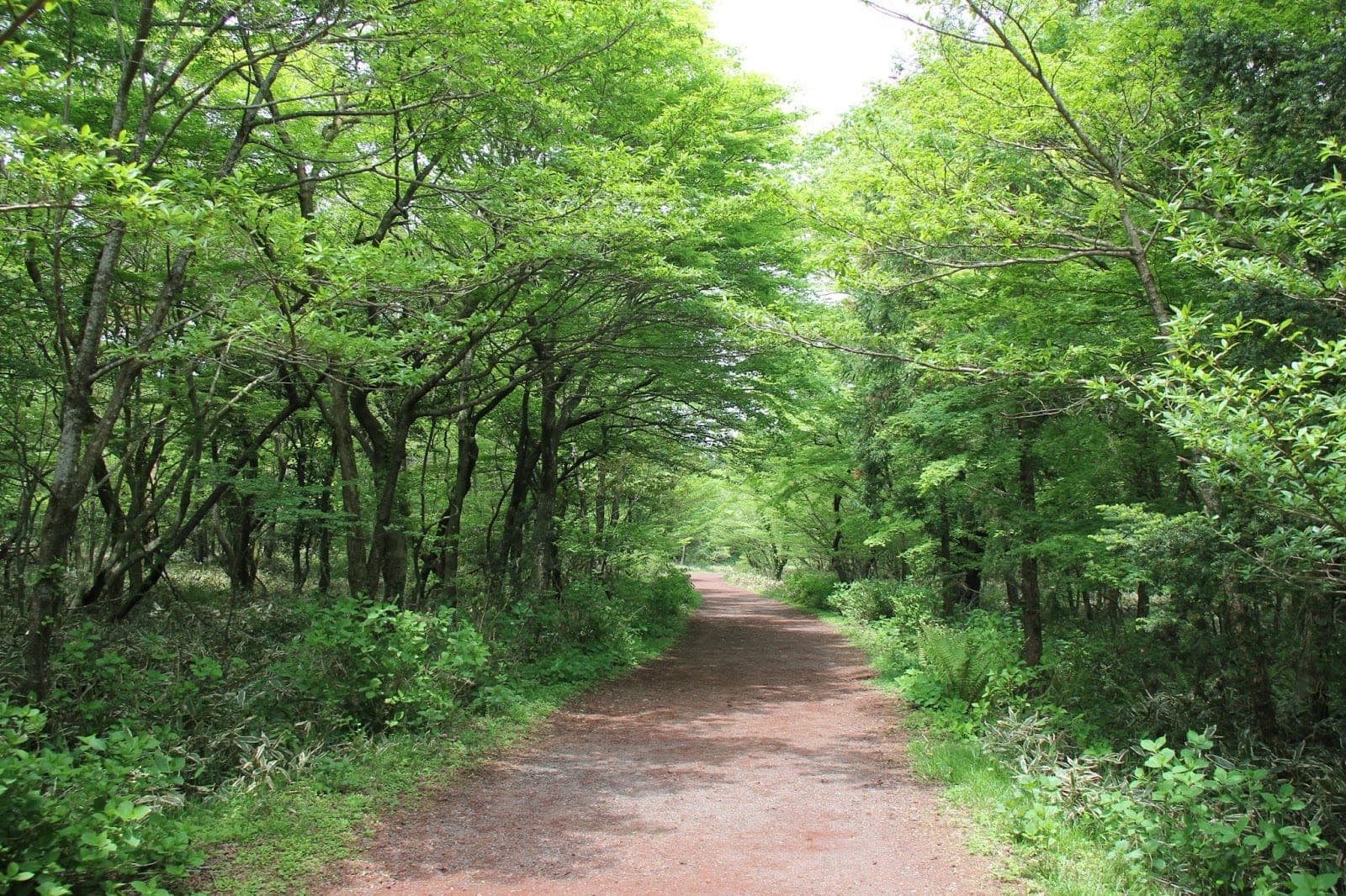 Saryeoni Forest Trail